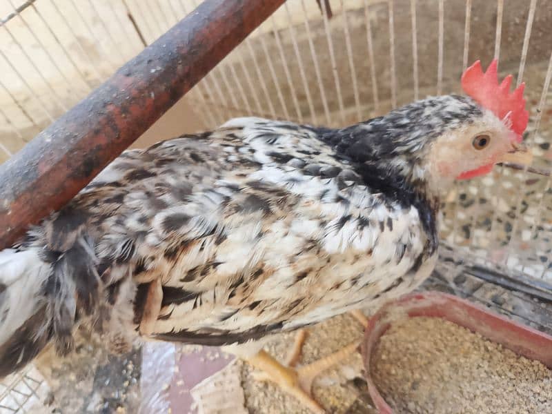 hen for sale 2