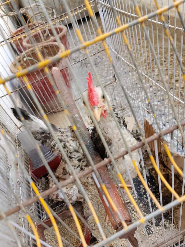 hen for sale 3