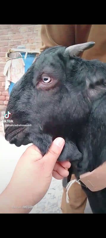 mashallah khubsurat kheera bakara beetal qurbani pr lagta hay 0