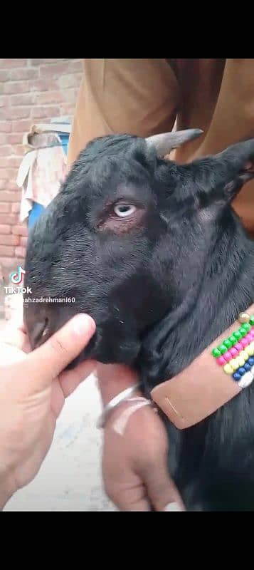 mashallah khubsurat kheera bakara beetal qurbani pr lagta hay 1