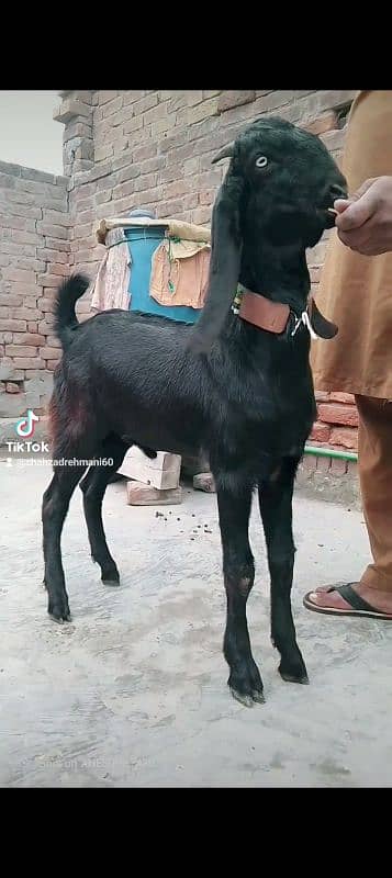 mashallah khubsurat kheera bakara beetal qurbani pr lagta hay 2