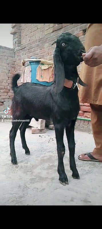 mashallah khubsurat kheera bakara beetal qurbani pr lagta hay 3