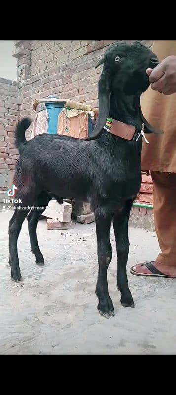 mashallah khubsurat kheera bakara beetal qurbani pr lagta hay 4