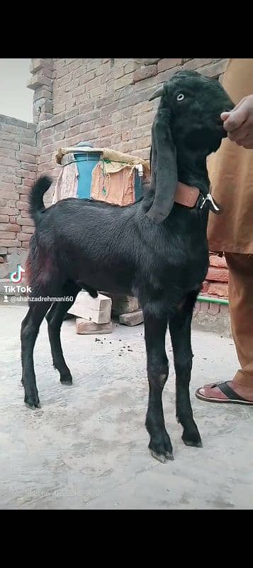 mashallah khubsurat kheera bakara beetal qurbani pr lagta hay 5