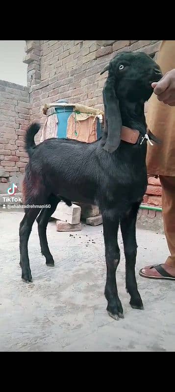 mashallah khubsurat kheera bakara beetal qurbani pr lagta hay 6