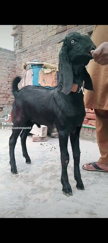 mashallah khubsurat kheera bakara beetal qurbani pr lagta hay 7