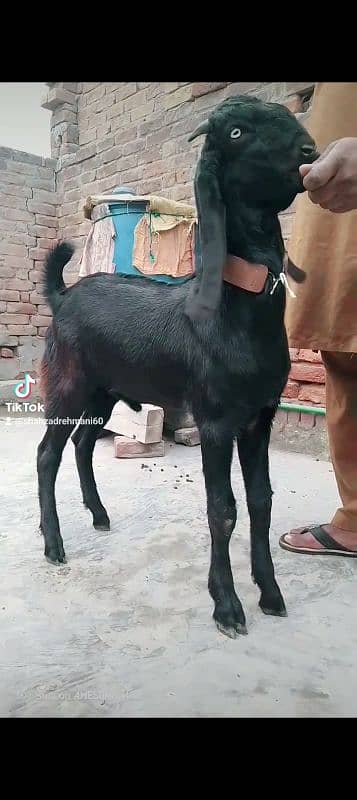 mashallah khubsurat kheera bakara beetal qurbani pr lagta hay 9