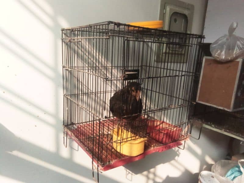 cage for birds, folding cage 1