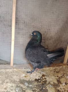 King pigeons breeder pair giant size 03240519532