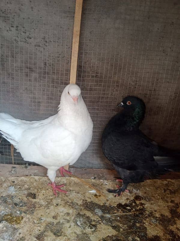 King pigeons breeder pair giant size 03240519532 1