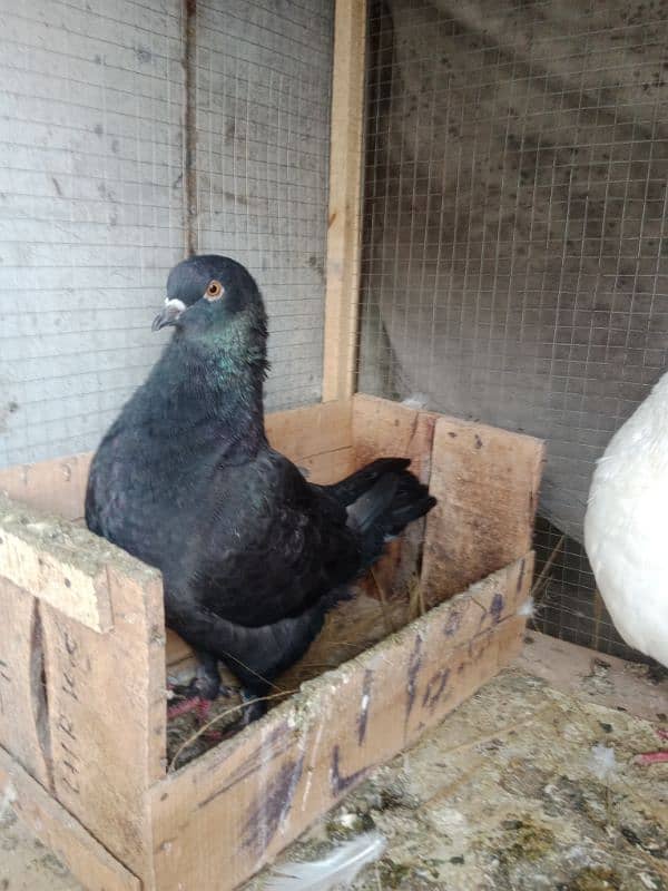 King pigeons breeder pair giant size 03240519532 2