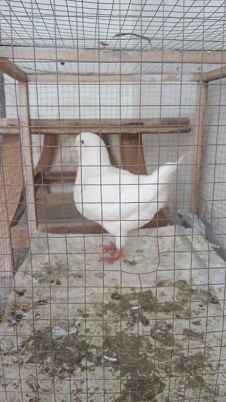 King pigeons breeder pair giant size 03240519532 4