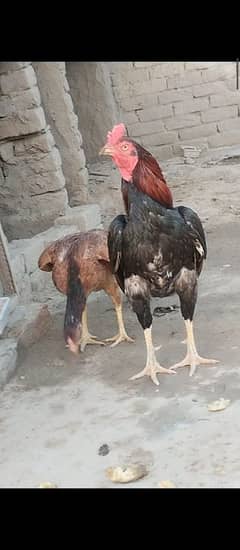 Mianwali Aseel Murgha healthy and young breeder