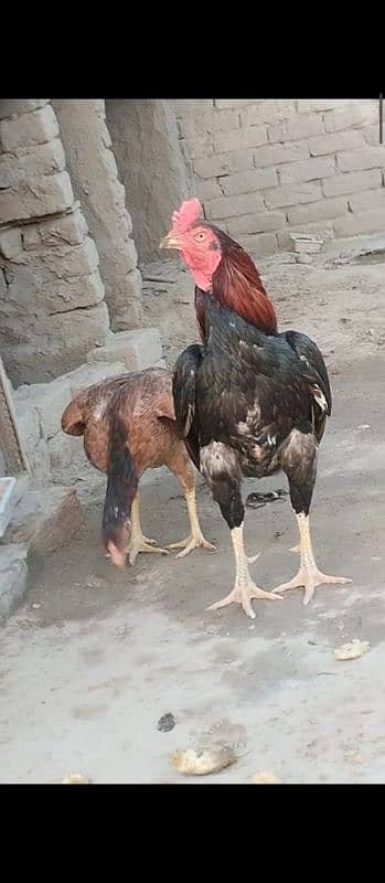 Mianwali Aseel Murgha healthy and young breeder 0