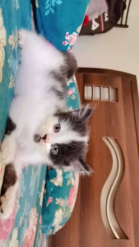 Persian Kittens for sale 1