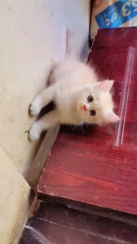 Persian Kittens for sale 3