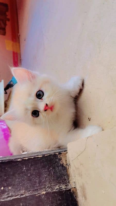 Persian Kittens for sale 5