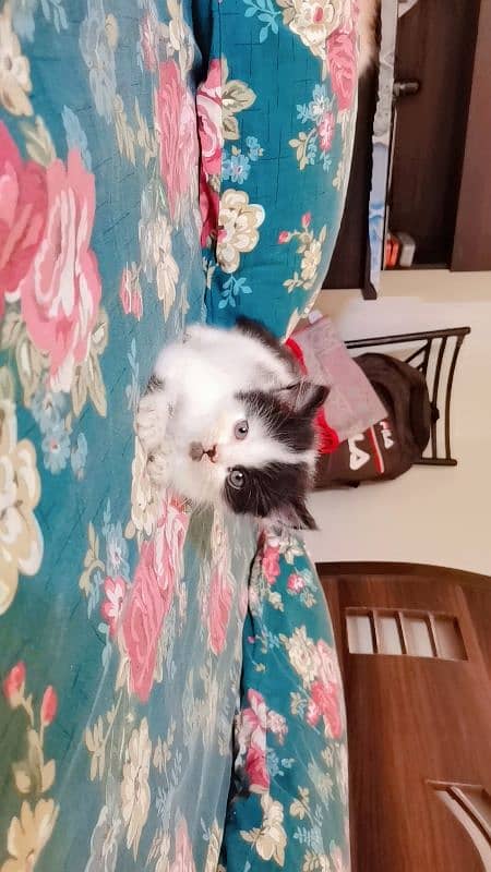 Persian Kittens for sale 6