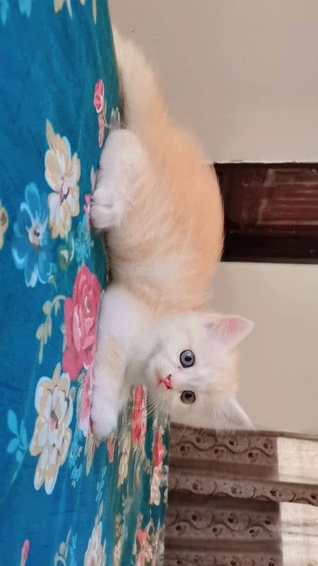 Persian Kittens for sale 0