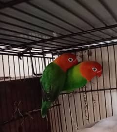 Love Birds