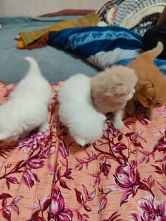 per cat 15k, triple coat, semi punch, active and playful