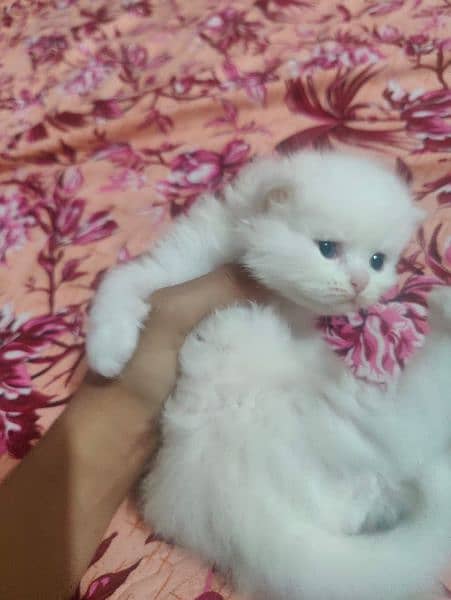 per cat 15k, triple coat, semi punch, active and playful 4