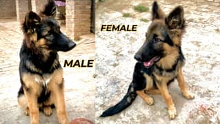 GERMANE SHEPHERD PAIR FOR SALE | GSD | LONG COT | GERMANE SHEPHERD