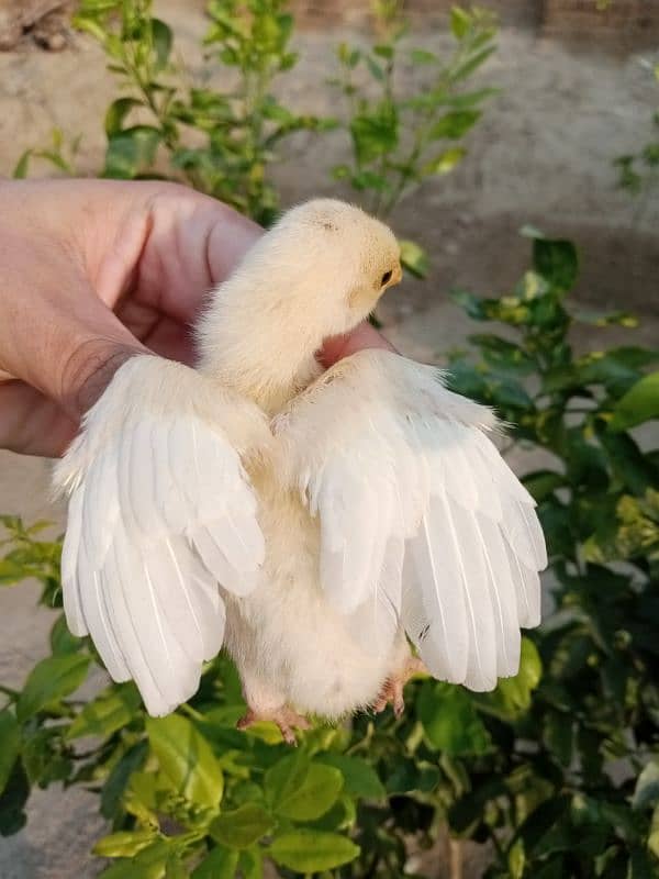 Heera aseel chicks for sale 0