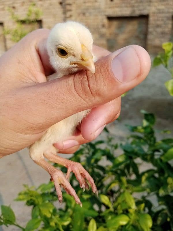 Heera aseel chicks for sale 1