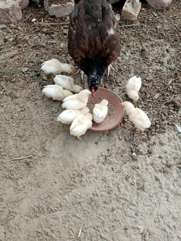 Heera aseel chicks for sale 2