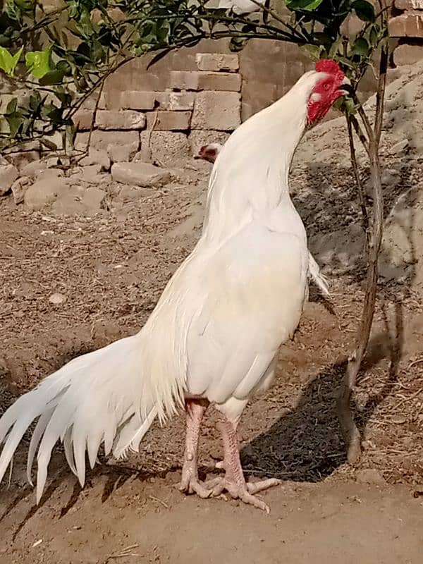 Heera aseel chicks for sale 3