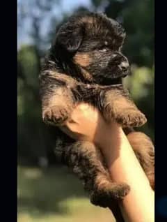 German shepherd pupi