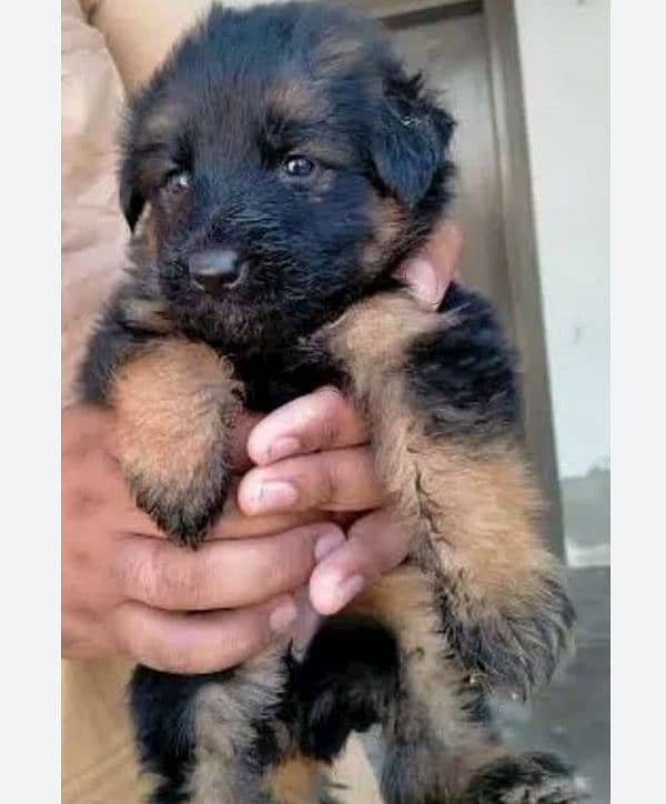 German shepherd pupi 1