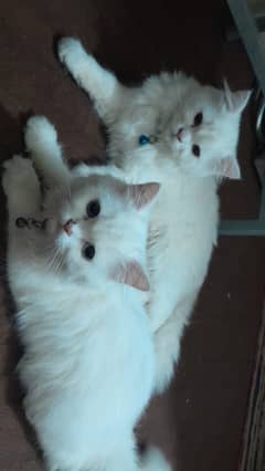 Healthy pair of Persian triple coated cat