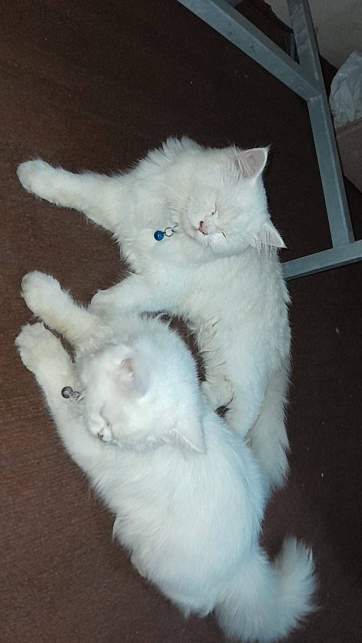 Healthy pair of Persian triple coated cat 1