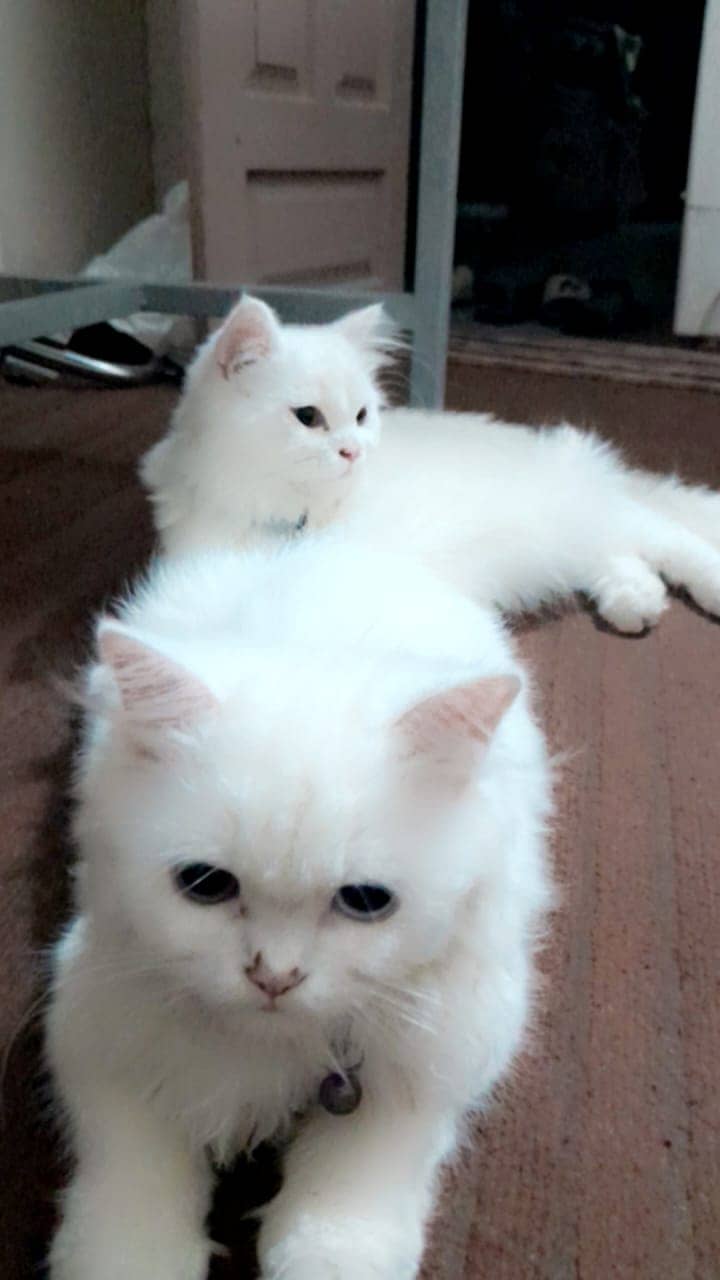 Healthy pair of Persian triple coated cat 2