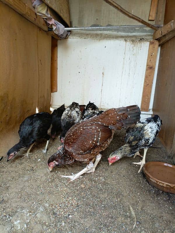 Pure Aseel Mianwali/Jawa Hen and chicks A1 Quality. 2