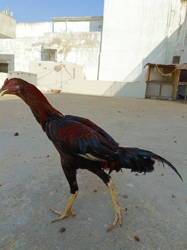 Pure Aseel Mianwali/Jawa Hen and chicks A1 Quality. 4