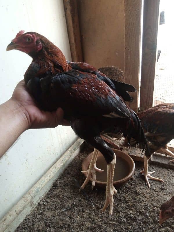 Pure Aseel Mianwali/Jawa Hen and chicks A1 Quality. 5