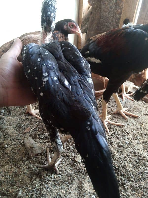 Pure Aseel Mianwali/Jawa Hen and chicks A1 Quality. 8