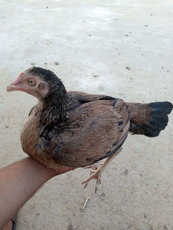 Pure Aseel Mianwali/Jawa Hen and chicks A1 Quality. 9