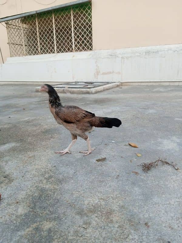 Pure Aseel Mianwali/Jawa Hen and chicks A1 Quality. 11