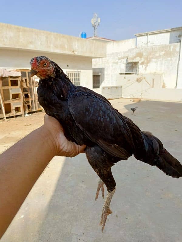 Pure Aseel Mianwali/Jawa Hen and chicks A1 Quality. 12