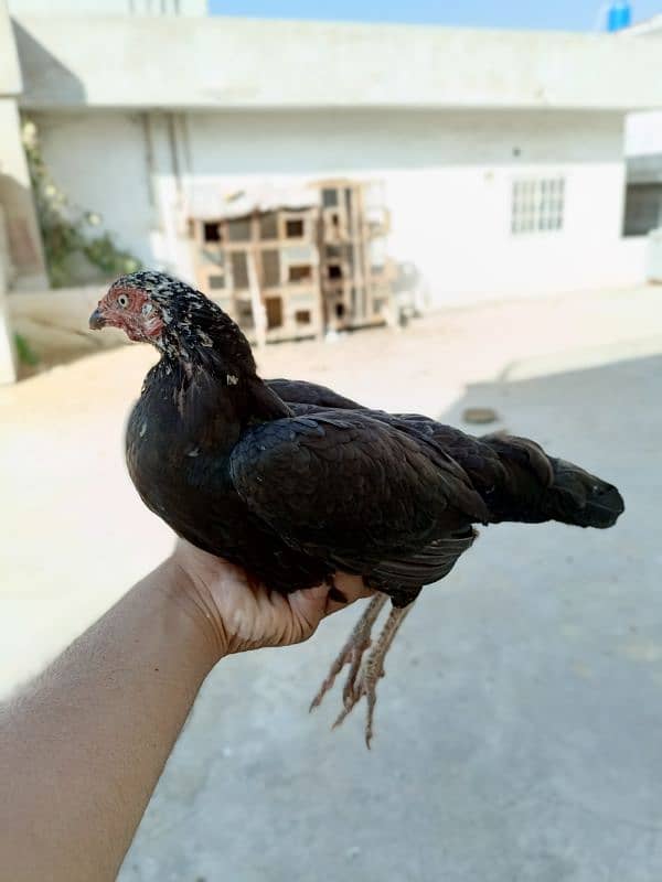 Pure Aseel Mianwali/Jawa Hen and chicks A1 Quality. 13