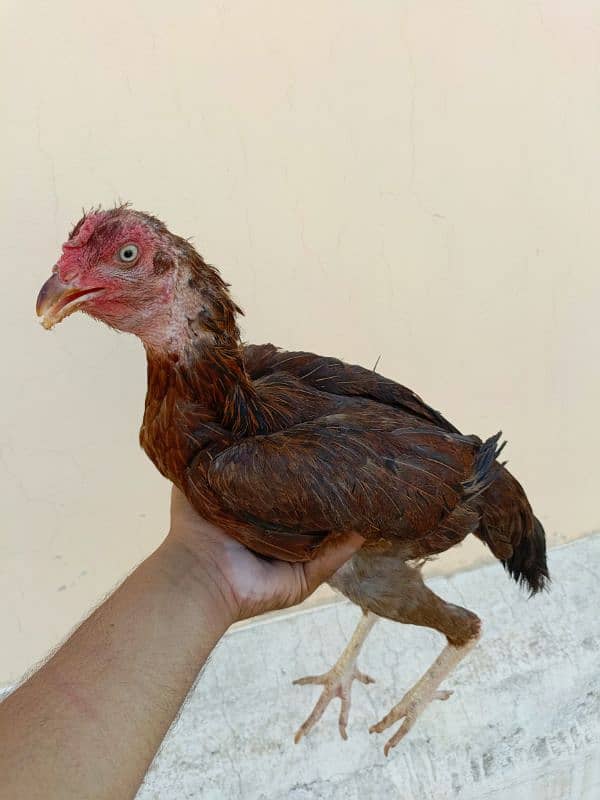 Pure Aseel Mianwali/Jawa Hen and chicks A1 Quality. 15