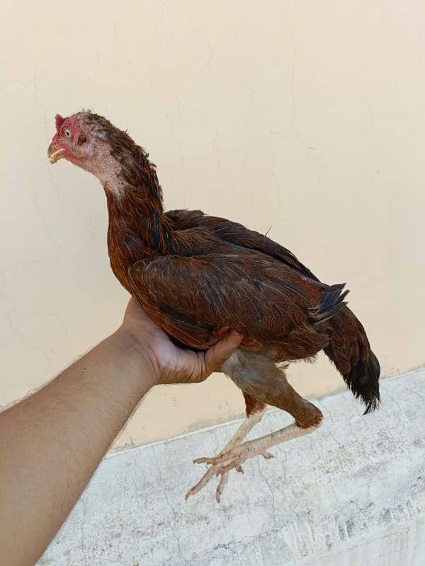 Pure Aseel Mianwali/Jawa Hen and chicks A1 Quality. 16