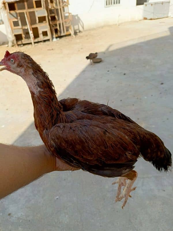 Pure Aseel Mianwali/Jawa Hen and chicks A1 Quality. 17