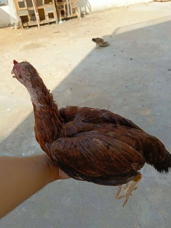 Pure Aseel Mianwali/Jawa Hen and chicks A1 Quality. 18