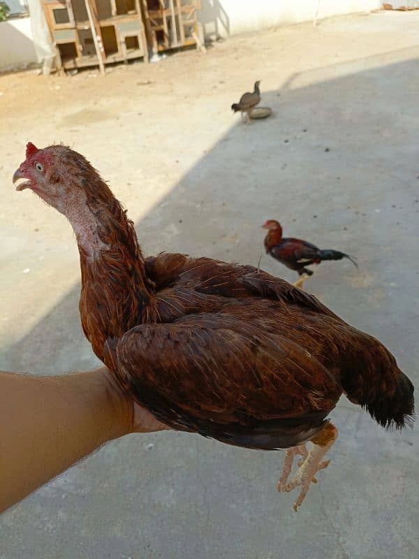 Pure Aseel Mianwali/Jawa Hen and chicks A1 Quality. 19