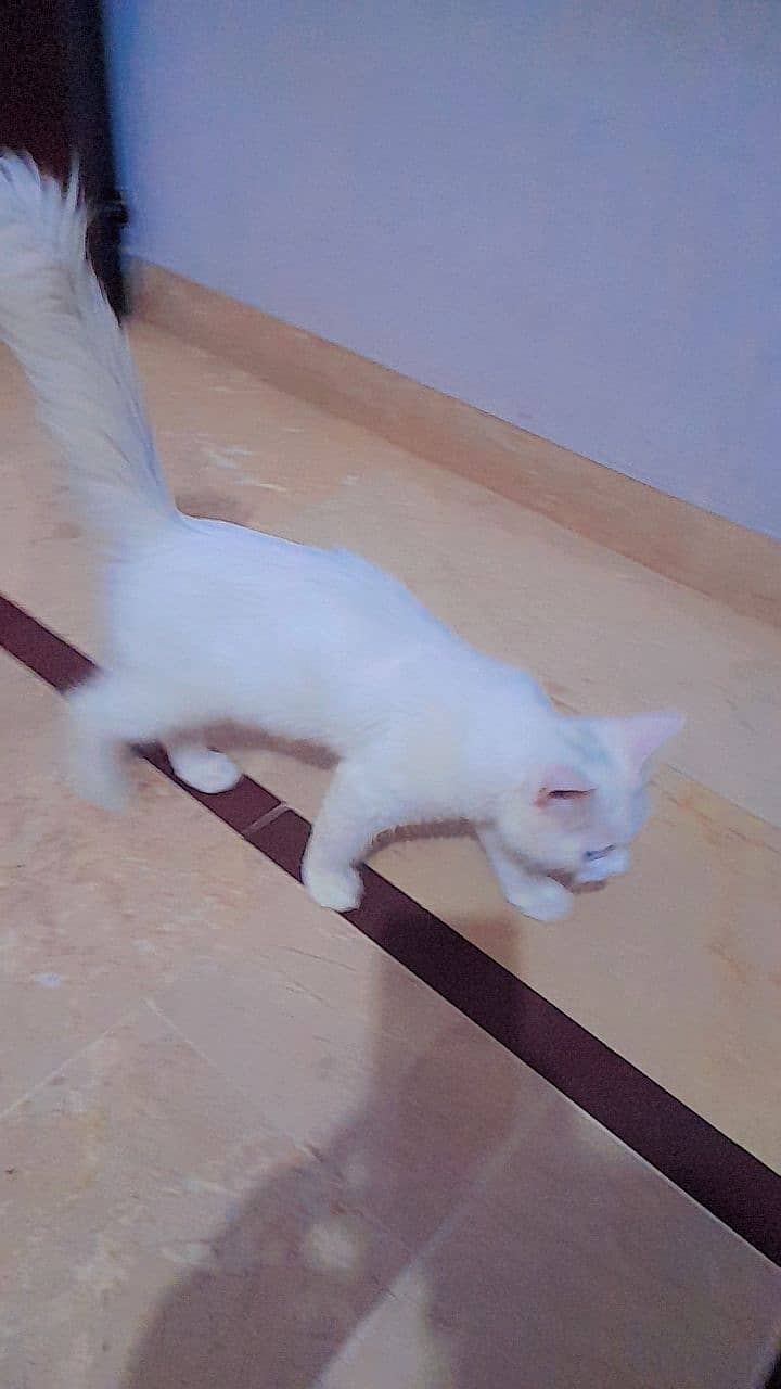 Persian Cat, 5 months old searching new Home vaccinated WA-03433351985 2